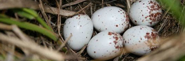Bird Eggs
