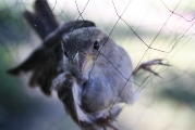 House Sparrow net